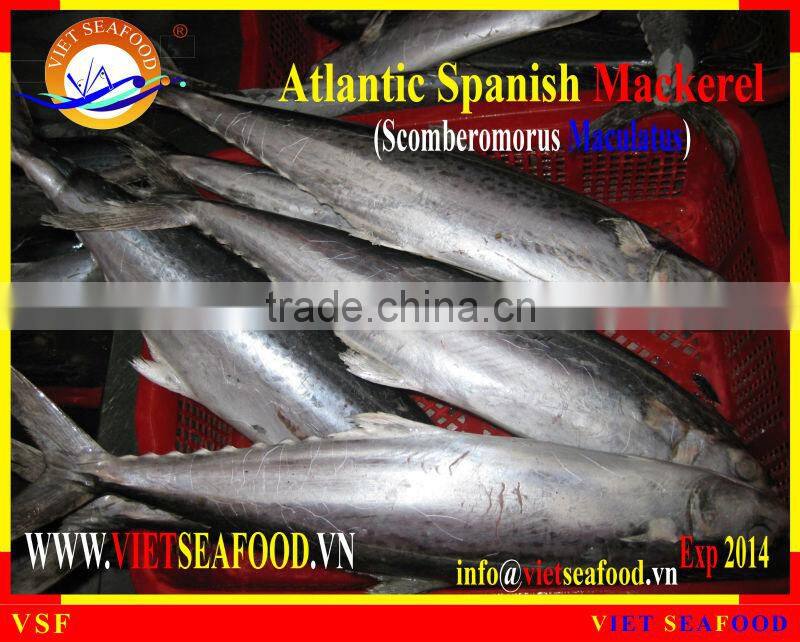 FROZEN ATLANTIC SPANISH MACKEREL WHOLE ROUND