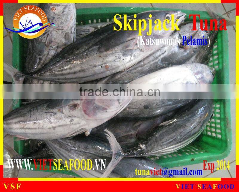 WHOLE ROUND FROZEN SKIPJACK TUNA
