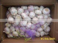 China garlic