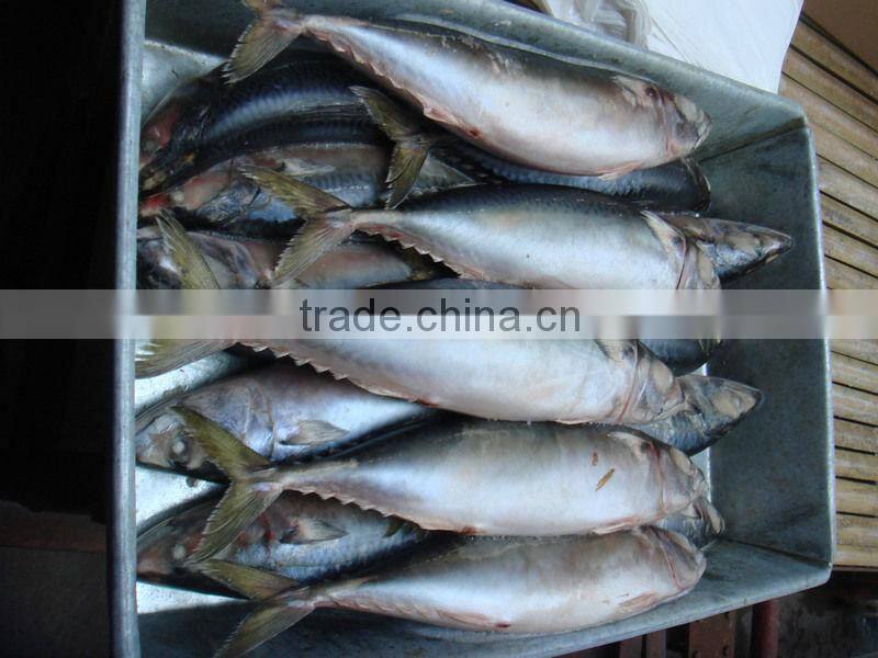 scomber japonicus / scomber australasicus