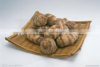 New crop taro wholesale with competitive export price