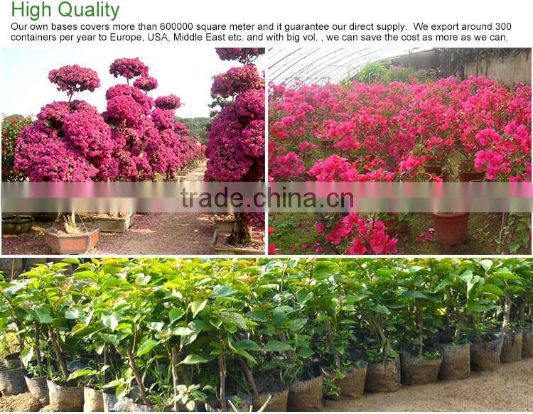 Bougainvillea for garden plant