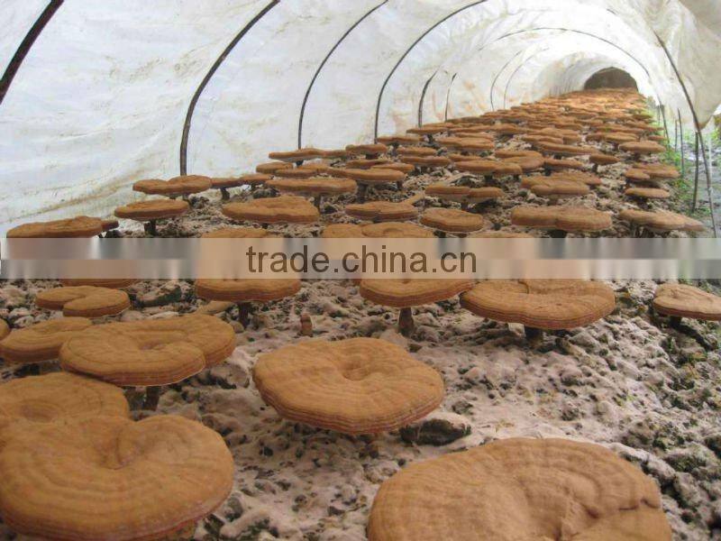 Halal Kosher for Shell-broken reishi Spore Powder