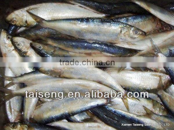 Frozen Canned Sardines Fish