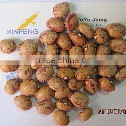 Light Speckled Kidney Bean 2010 long shape