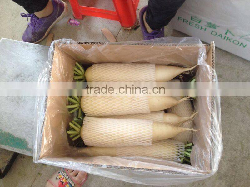 Fresh vegetable white raidsh
