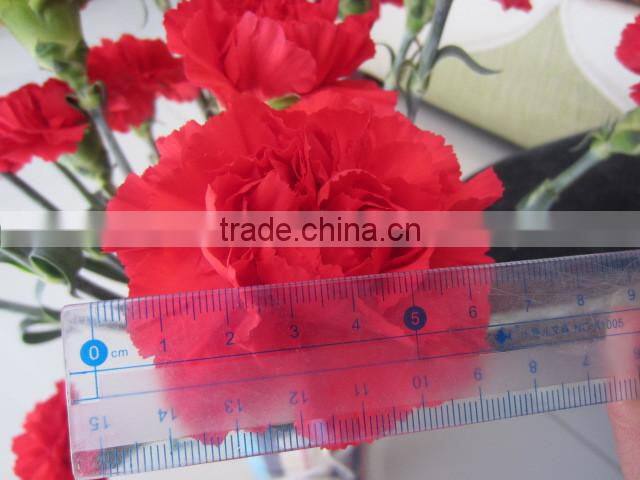 Supply high quality long stem flowers fresh cut carnation cut flower prices from Kunming flower planting base