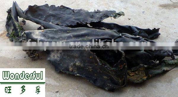 Hottest laminaria,saccharina japonica,dried sea vegetable,dried sheet kelp wholesale