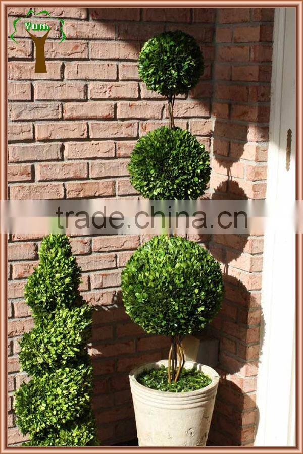 white potted preserved triple boxwood balls tree