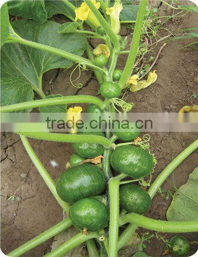 Argentina Squash short round shape bright green hybrid squash seeds