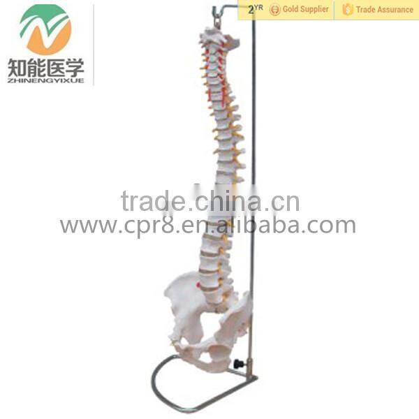 BIX-A1009 Life-Size vertebral column ,spine with pelvis model