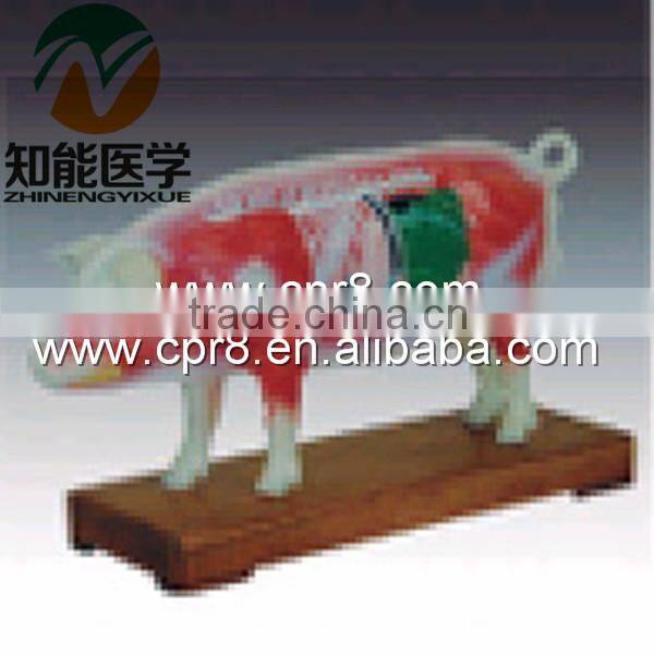 BIX-Y1030 Pig acupuncture model