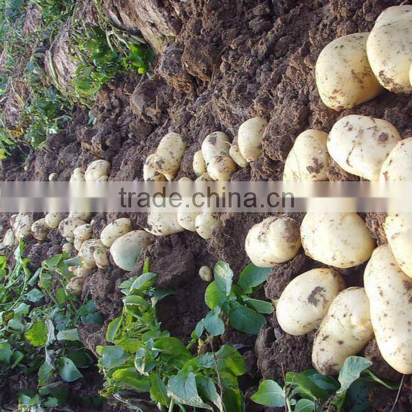 2014 hot sale fresh potatos exporter from China