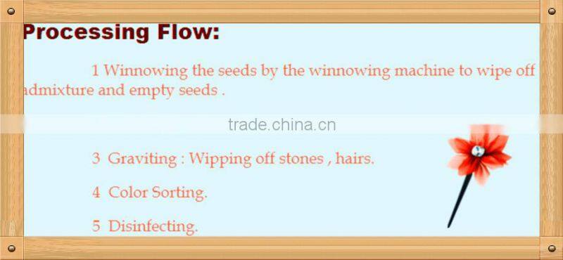 Shine Skin Pumpkin Seeeds