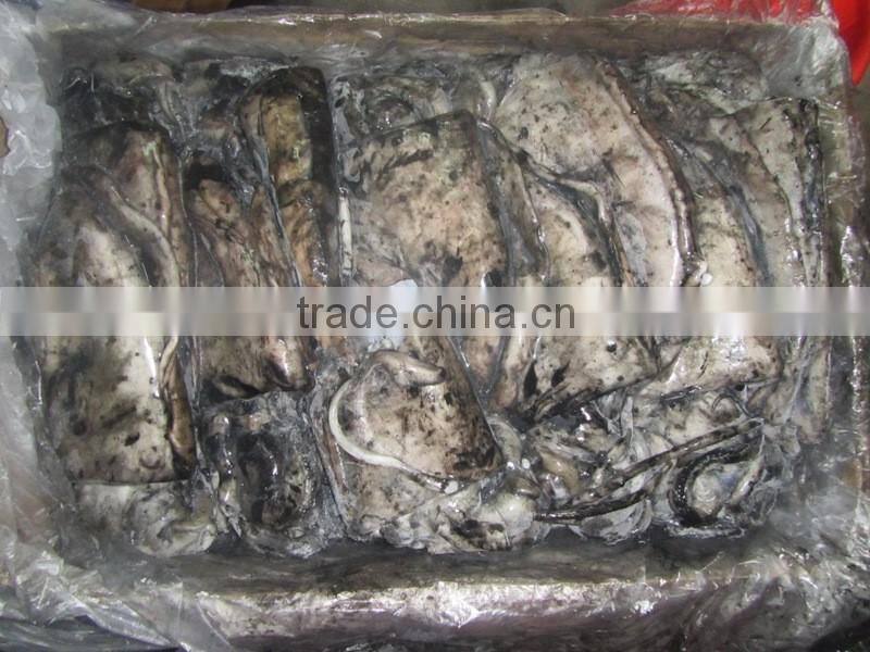 CUTTLE FISH WHOLE