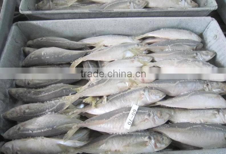 Very Fresh sea frozen horse mackerel for sale