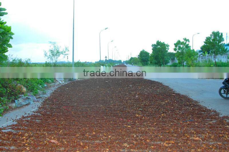 AUTUMN STAR ANISEED (skype: tuanminhco)