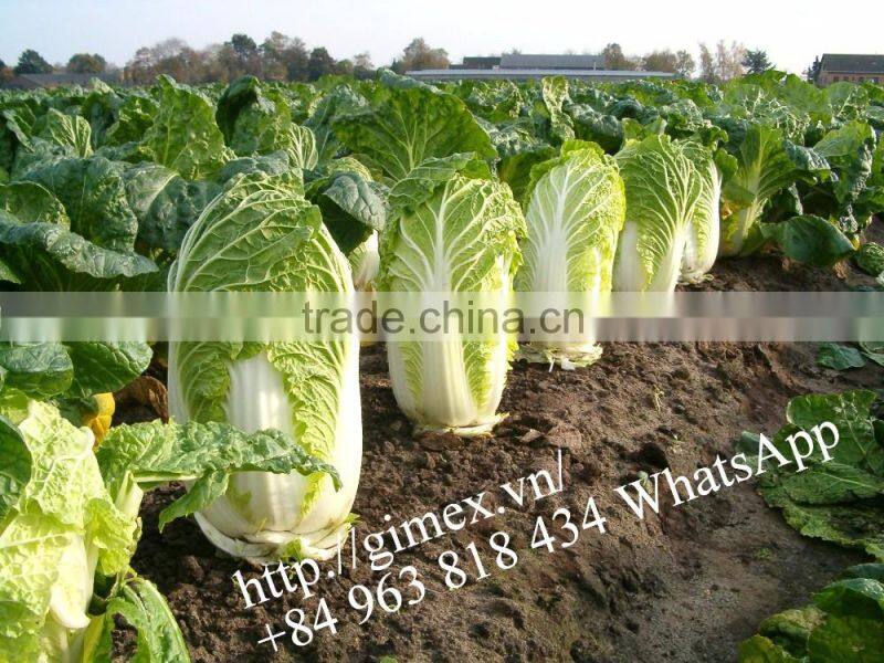 FRESH CHINA CABBAGES