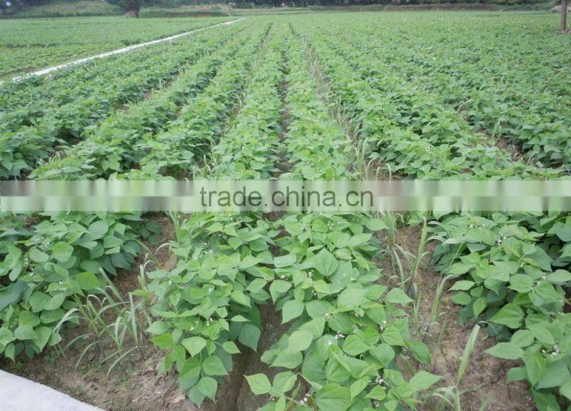 Cheap wholesale canned green beans