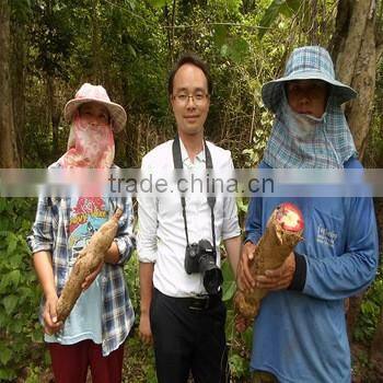 Sex Permanence Herba Butea Superba Herba Extract Powder