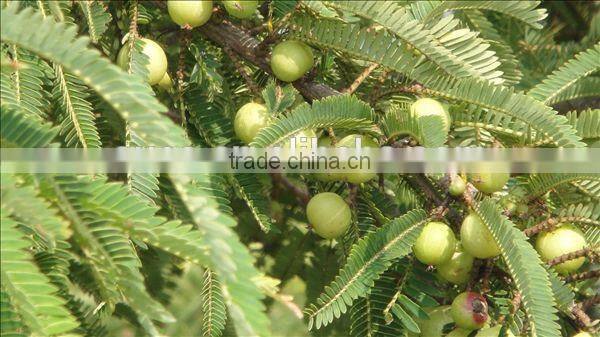electric olive harvester machine High efficiency olive harvest machine/olive shaker with low price