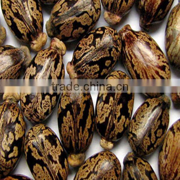 Multifunction cold press castor oil press