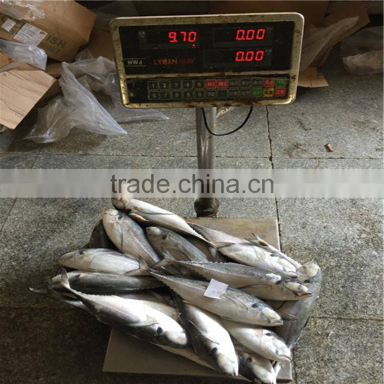 Frozen horse mackerel fish whole horse mackerel hardtail scad