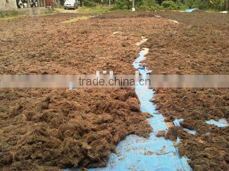 Sell Gracilaria, Euchema Spinosum And Cottoni Seaweeds