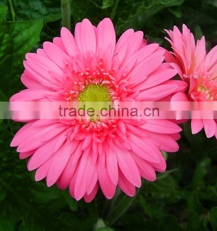 Fresh Honey gerbera plants with best prices