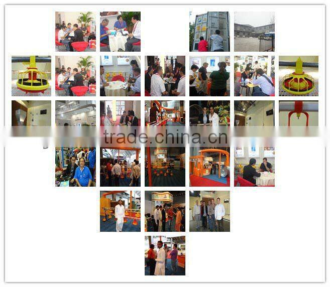 chicken automatic feeder direct selling by manufacturer