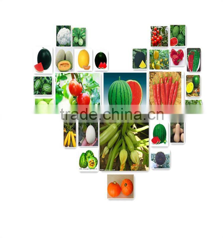 Improve No.6 chinese big size hybrid f1 watermelon seeds