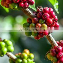 G7 Pure Black Instant Coffee _ Bag 100 sachets (E/E)