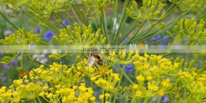 Dill Seed Oil From India | 100% Natural Dill Seed Oil From BORG EXPORT