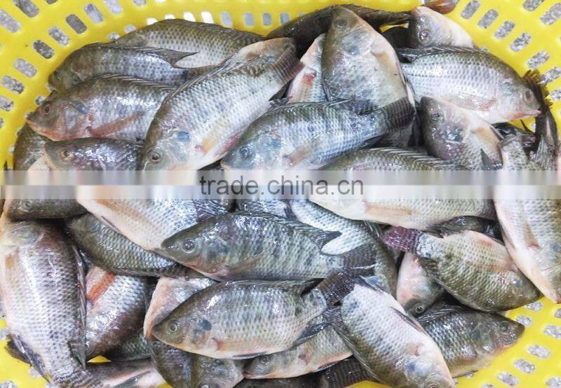 Frozen black tilapia size 500-800