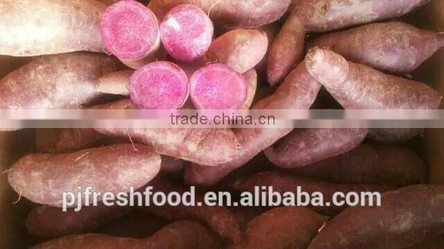 Fresh Sweet Potato Yellow Potato