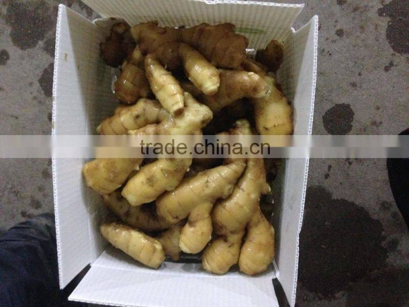 Big Size Yellow Fresh Ginger From China