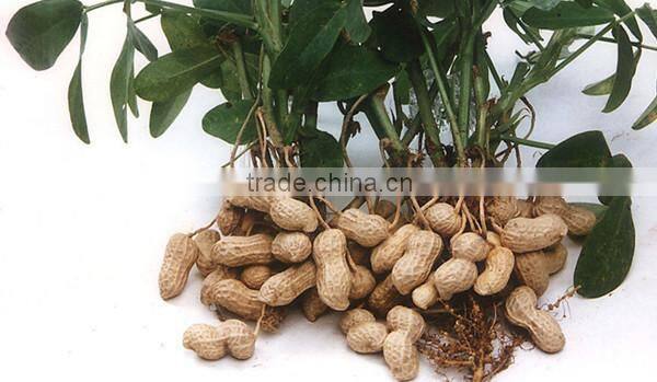 Chinese peanut kernel and peanut kernel for material