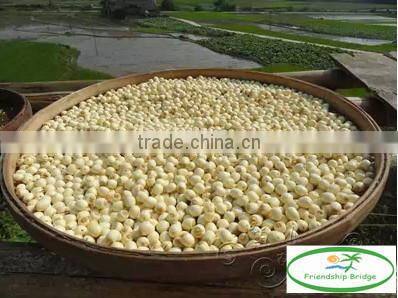 Nelumbo nucifera Gaertn Lotus nut Lotus seeds