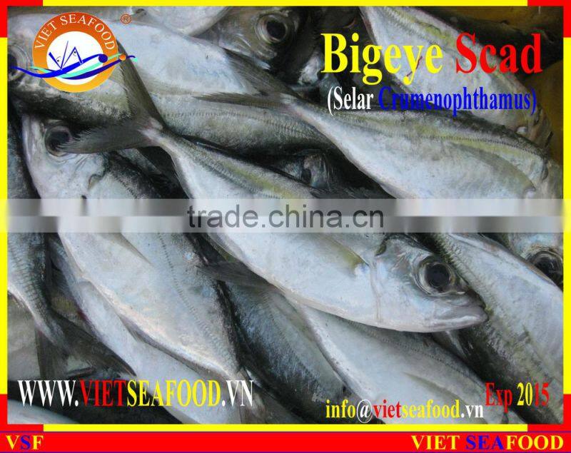FROZEN BIGEYE SCAD WHOLE ROUND