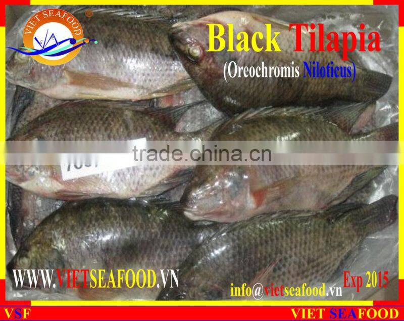BLACK TILAPIA WHOLE ROUND