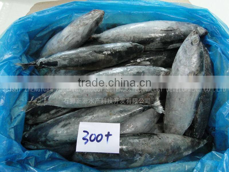Best Price Seafood Frozen Bonito 300 +