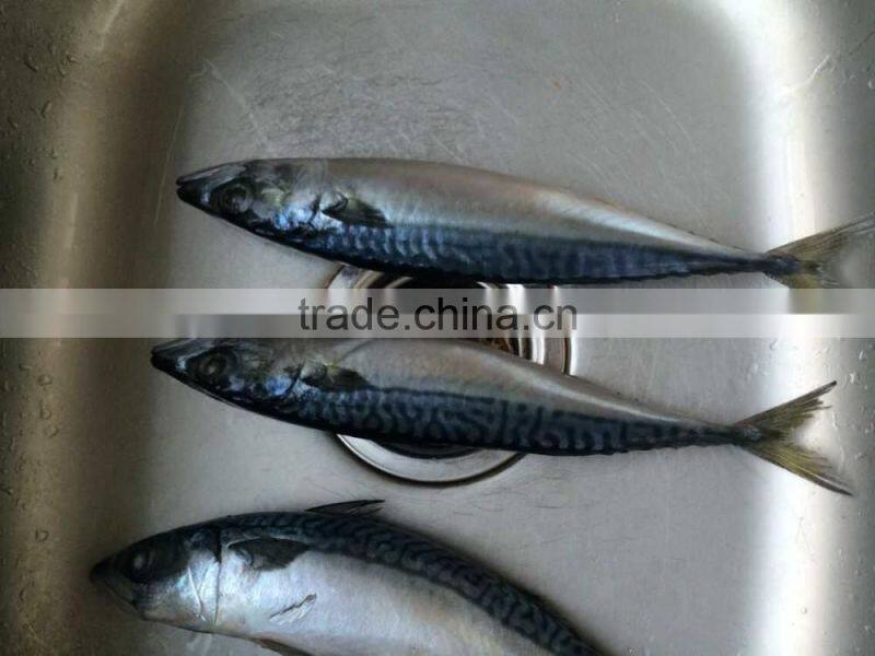 2016 landing sea frozen mackerel 150-200g