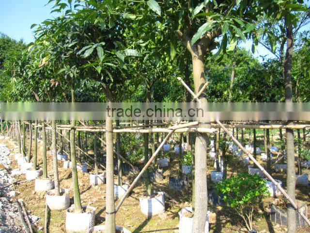 Mangifera indica tropical fruit trees