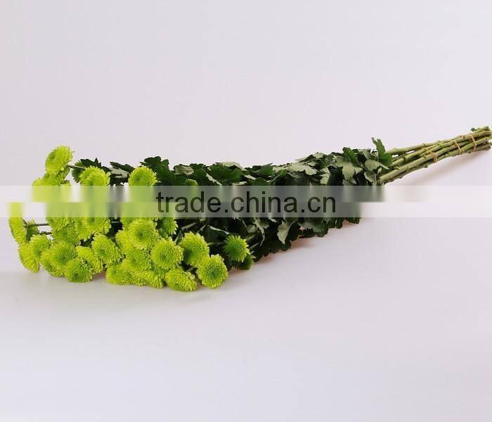 Top Sell Fresh Cut Flower Home& Party Decoration Chrysanthumum Flower Mini Bud Size Flowers From Yunnan
