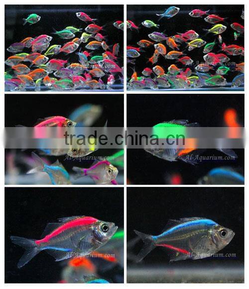 Glass Fish Mix Color For Sale to aquarium fish importer