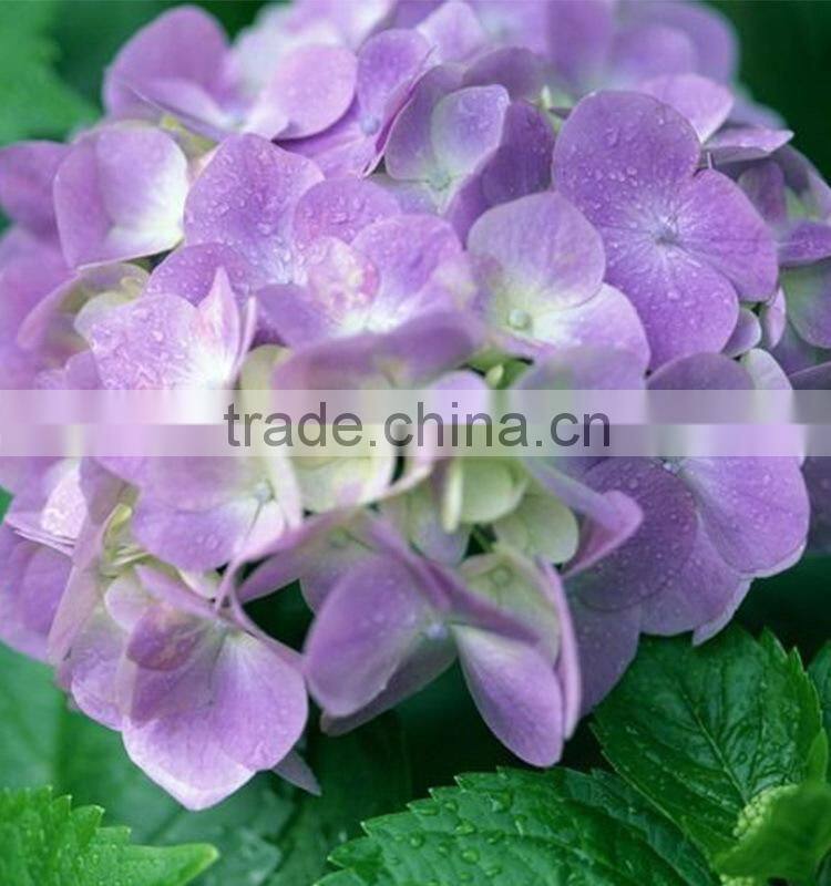 Good quality new arrival fresh cut flower hydrangea bouquet
