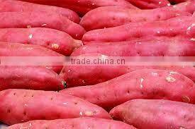 FRESH SWEET POTATO