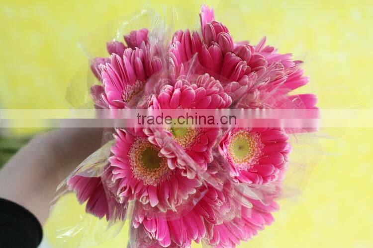 Good smell hot sale cut gerbera flowers