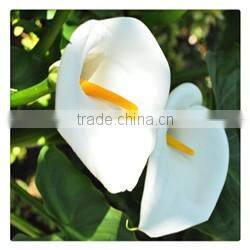 Quality wholesale yellow natural orchid flower with 0.3kg/bundle from Yunnan, China