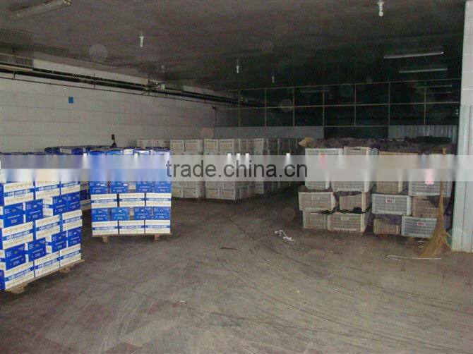 Organic ginger root at China ginger market price